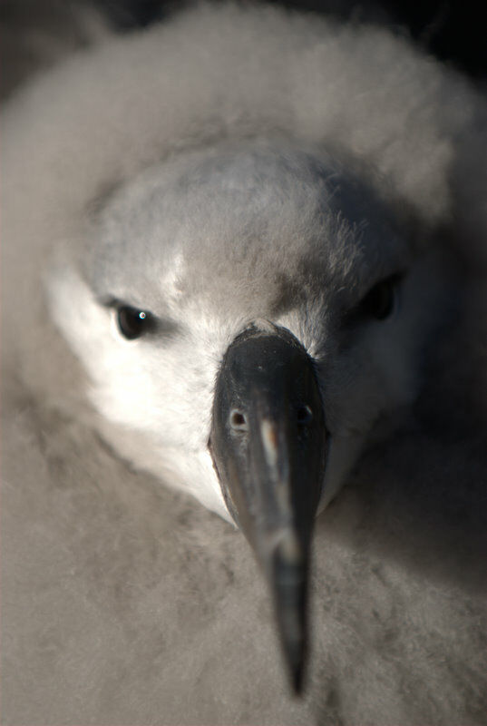 Albatros à sourcils noirs