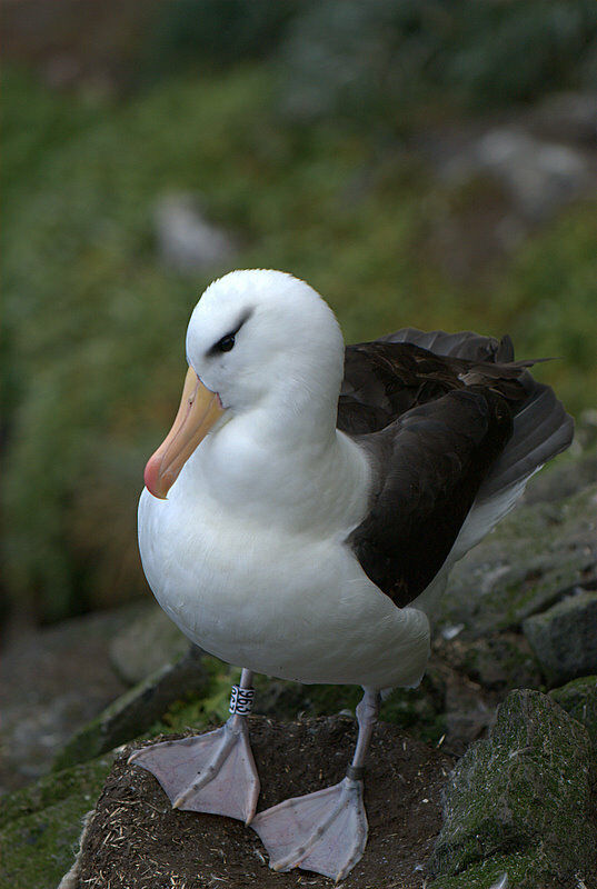 Albatros à sourcils noirs