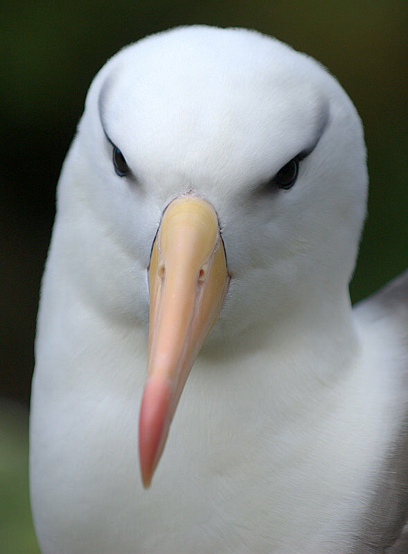 Albatros à sourcils noirs