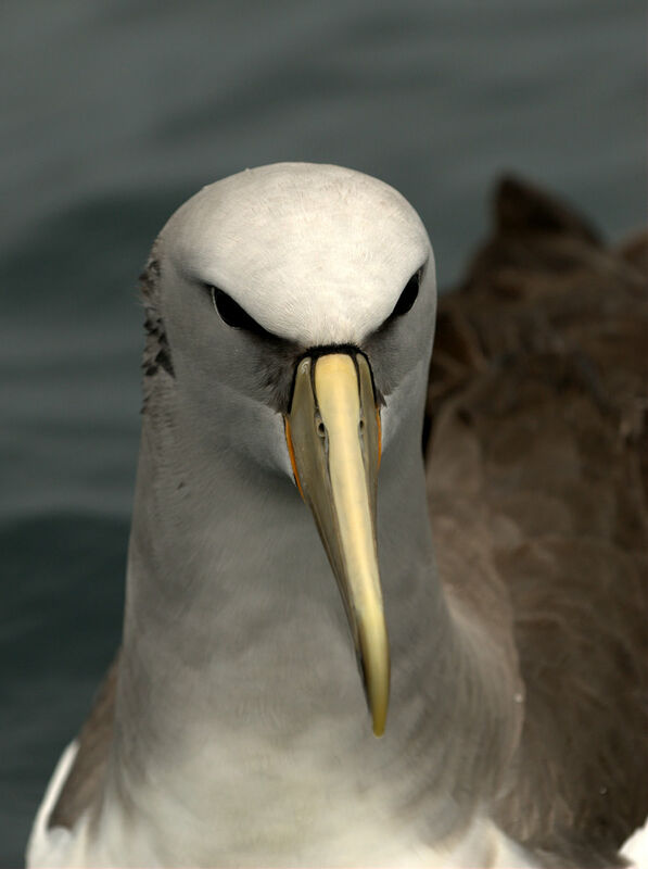 Salvin's Albatross