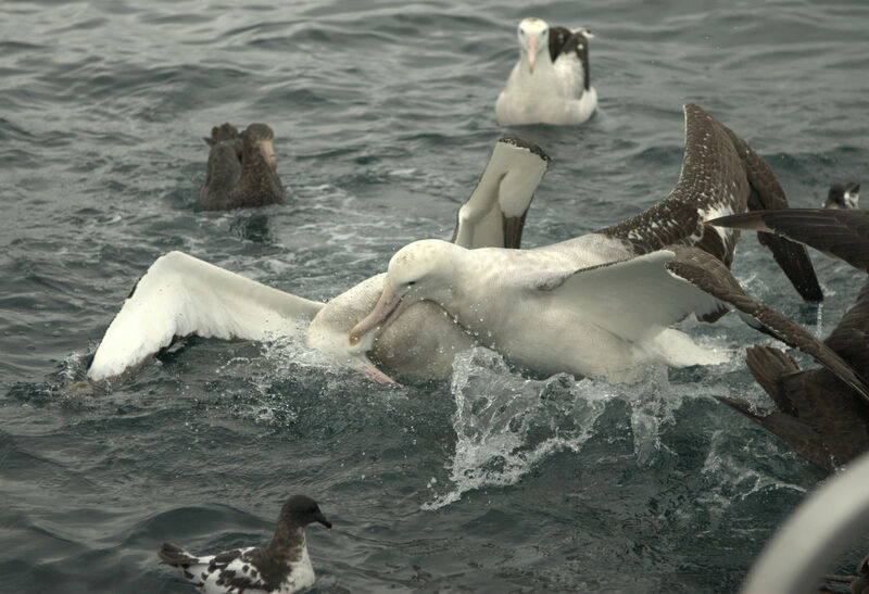 Albatros des Antipodes