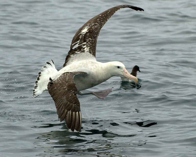 Albatros des Antipodes