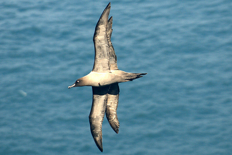 Albatros fuligineux