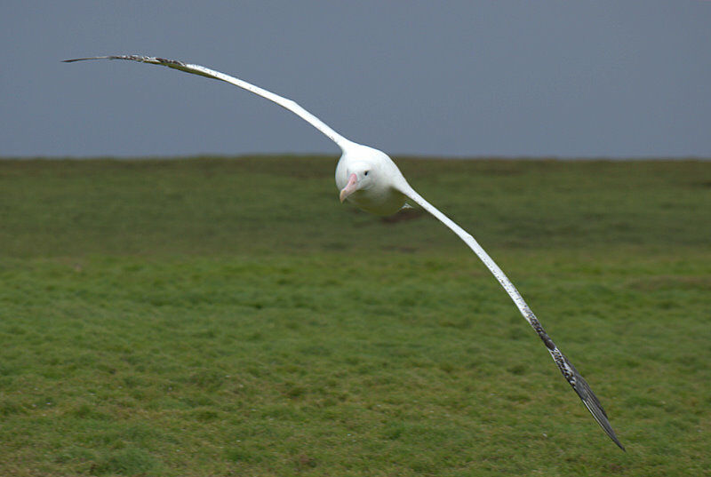 Albatros hurleur