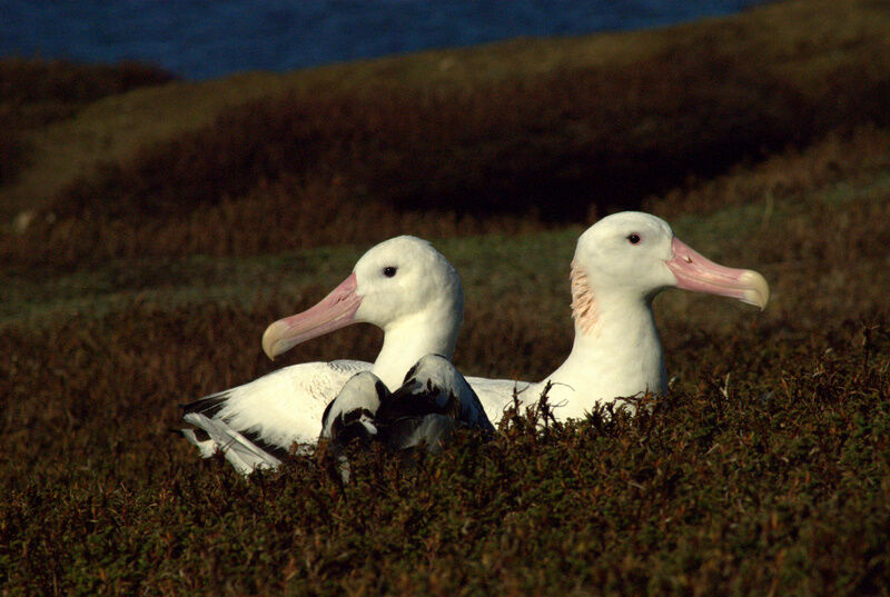 Albatros hurleur