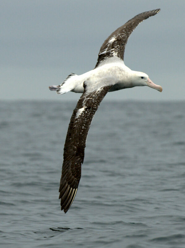 Albatros hurleur