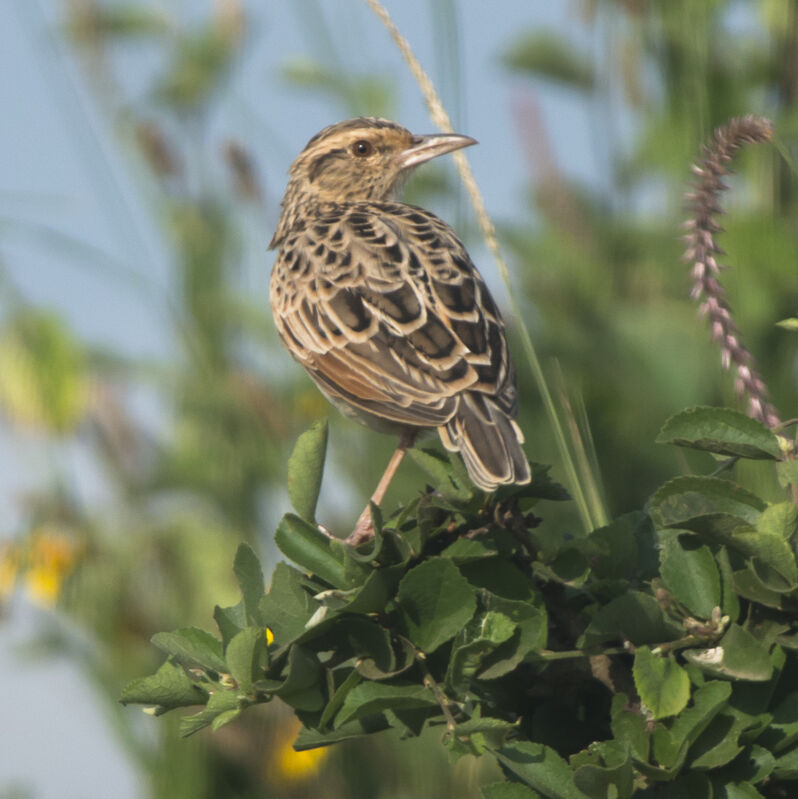 Rufous-naped Lark