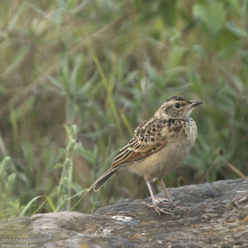 Rufous-naped Larkjuvenile, identification