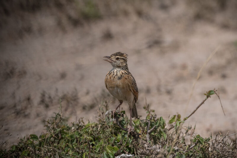 Rufous-naped Lark