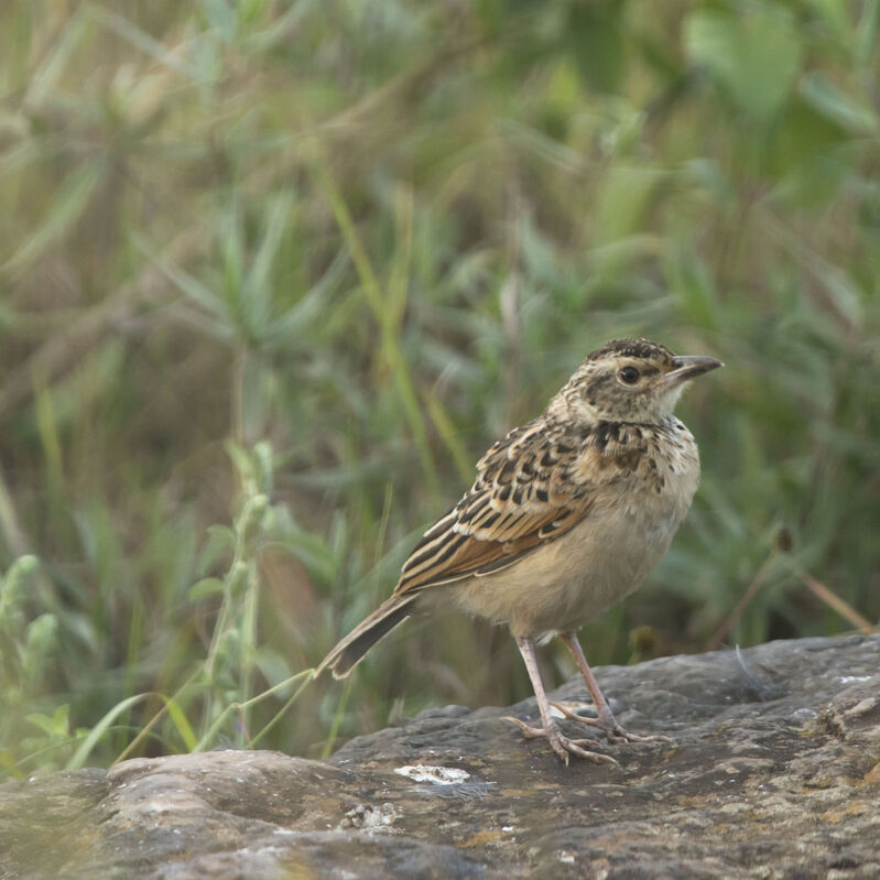 Alouette de Hartertjuvénile, identification