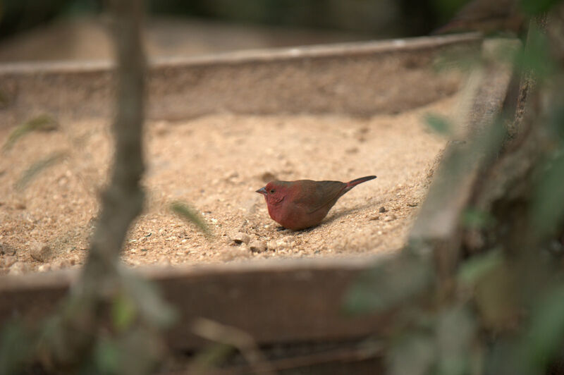 Red-billed Firefinch