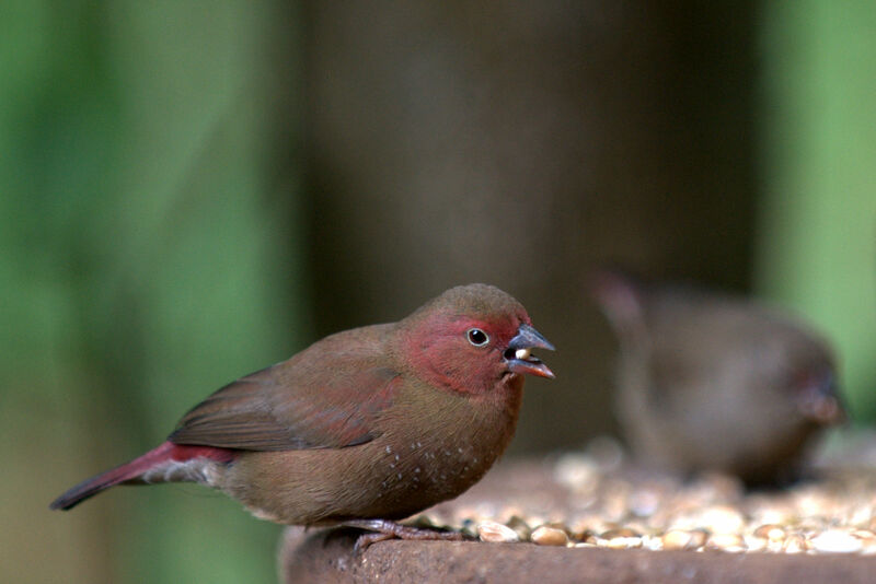 Red-billed Firefinch