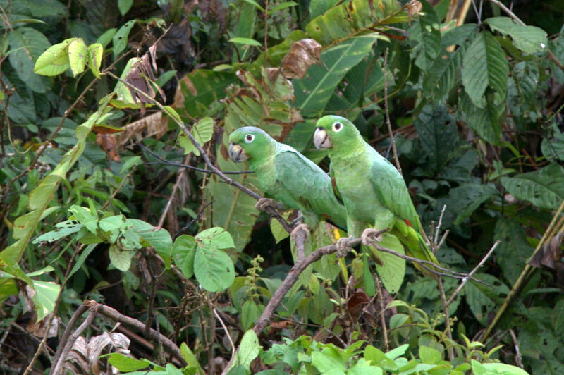 Amazone poudrée