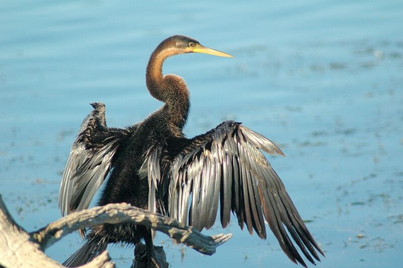 Anhinga d'Afrique