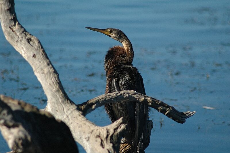 Anhinga d'Afrique