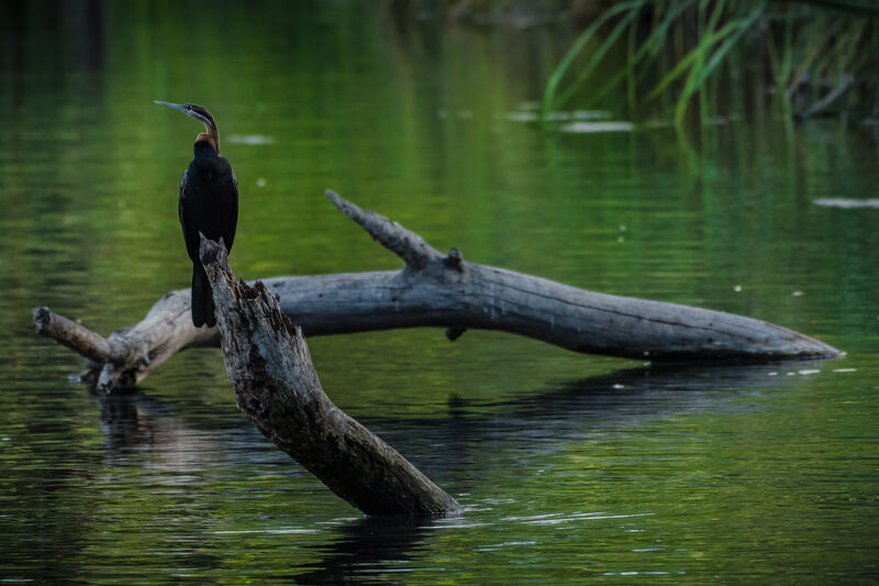 Anhinga d'Afrique