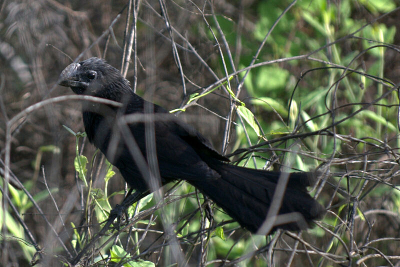 Groove-billed Ani