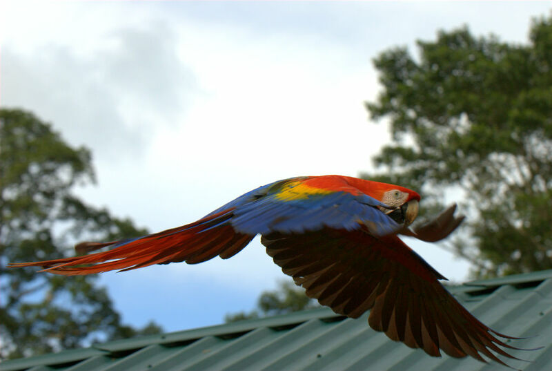 Scarlet Macaw