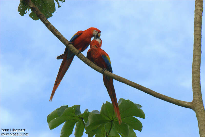 Scarlet Macawadult breeding