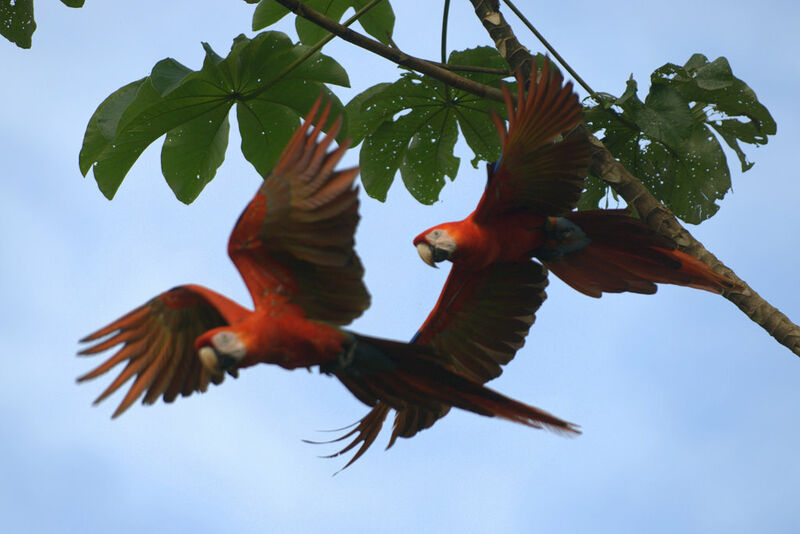 Scarlet Macaw