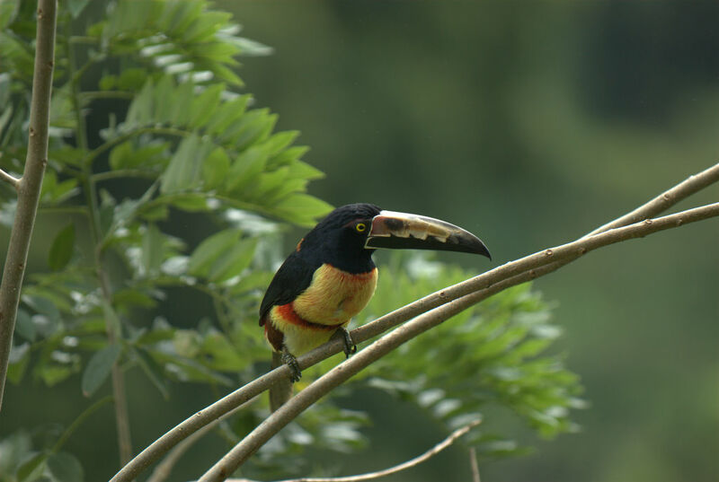 Collared Aracari