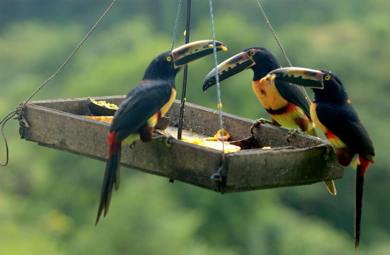 Collared Aracari