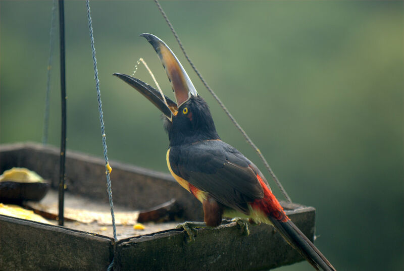 Collared Aracari