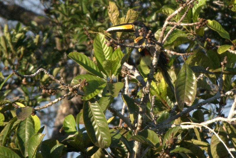 Many-banded Aracari