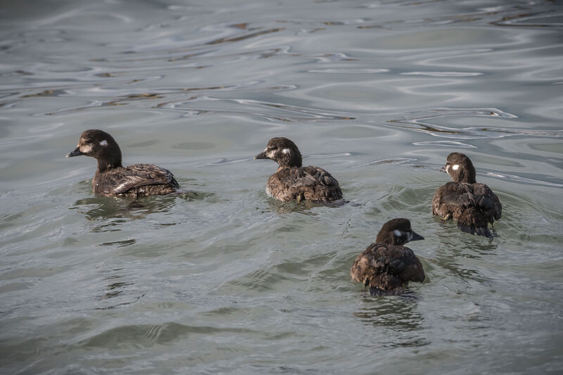 Harlequin Duck