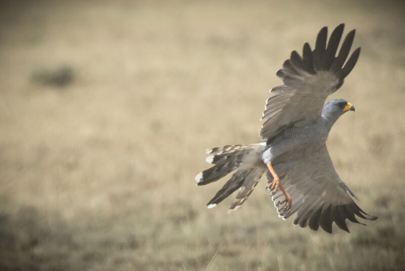 Autour à ailes grises