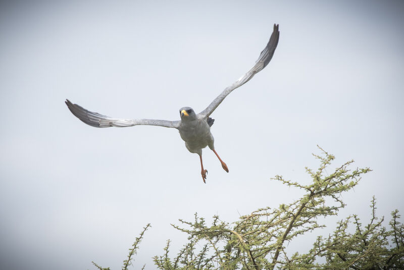 Autour à ailes grises