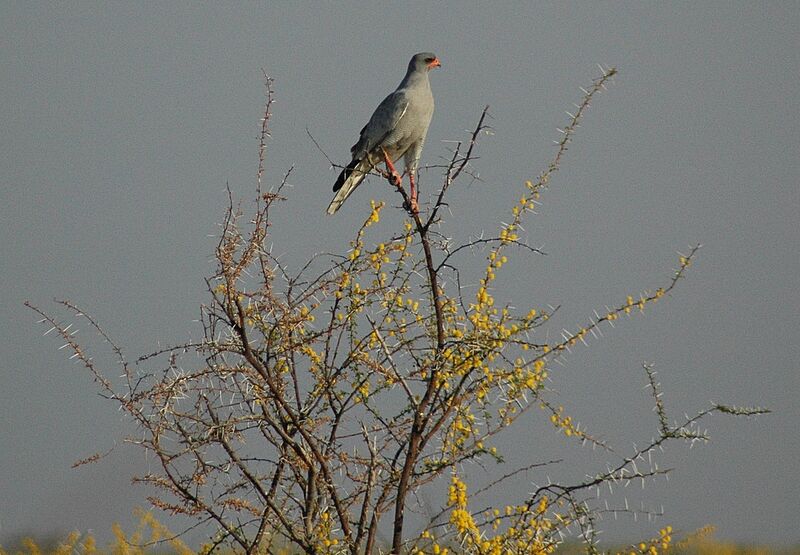 Pale Chanting Goshawk