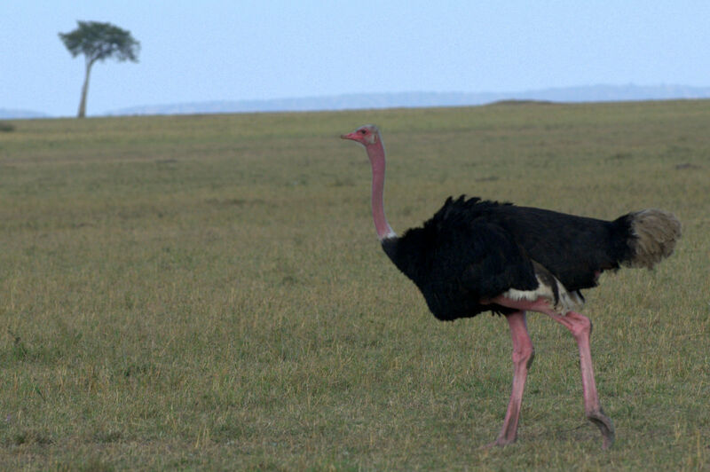 Common Ostrich