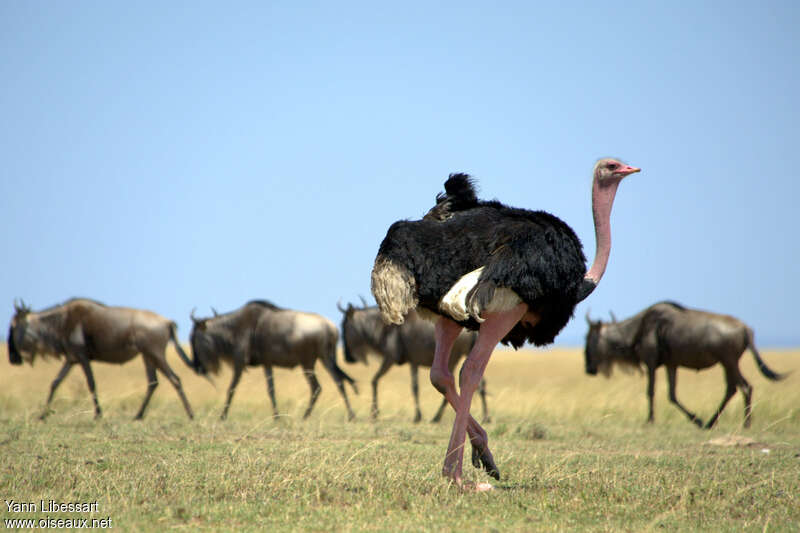 Autruche d'Afrique mâle adulte, habitat, pigmentation, Comportement