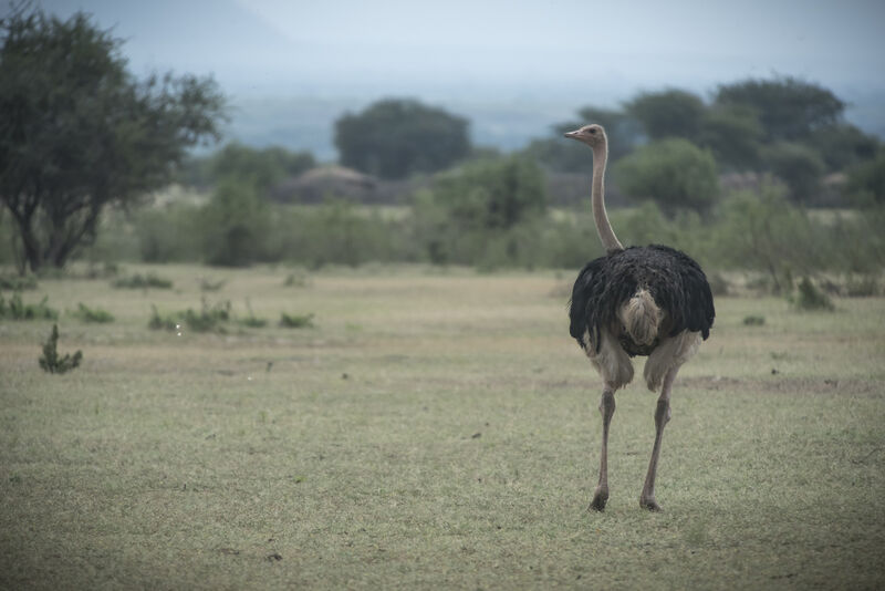 Autruche d'Afrique