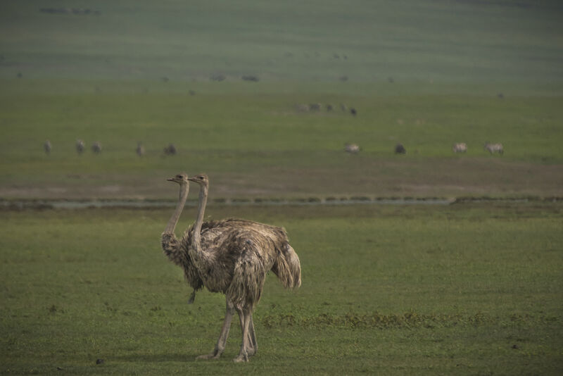 Common Ostrich