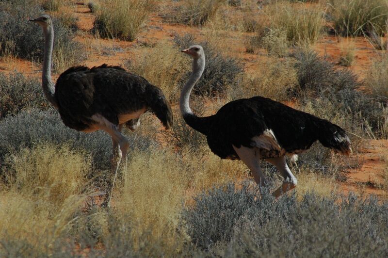 Common Ostrich