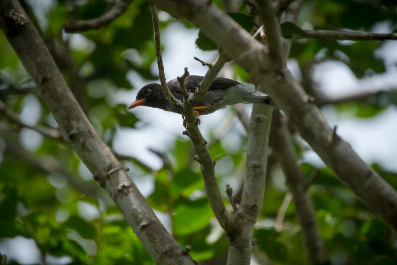 Chestnut-fronted Helmetshrike