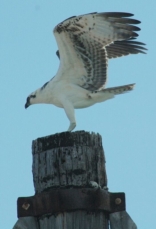 Osprey