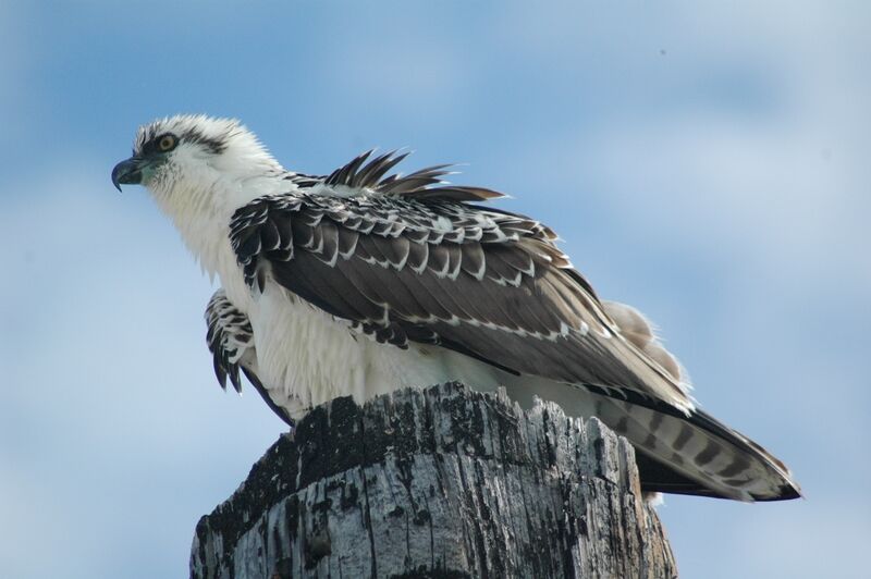 Balbuzard pêcheur