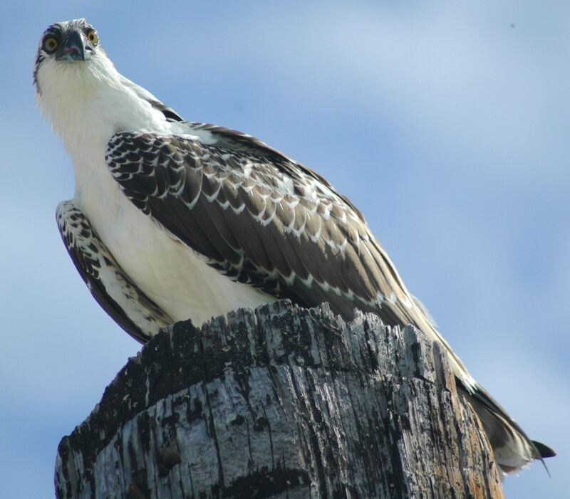 Balbuzard pêcheur