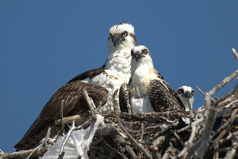 Osprey