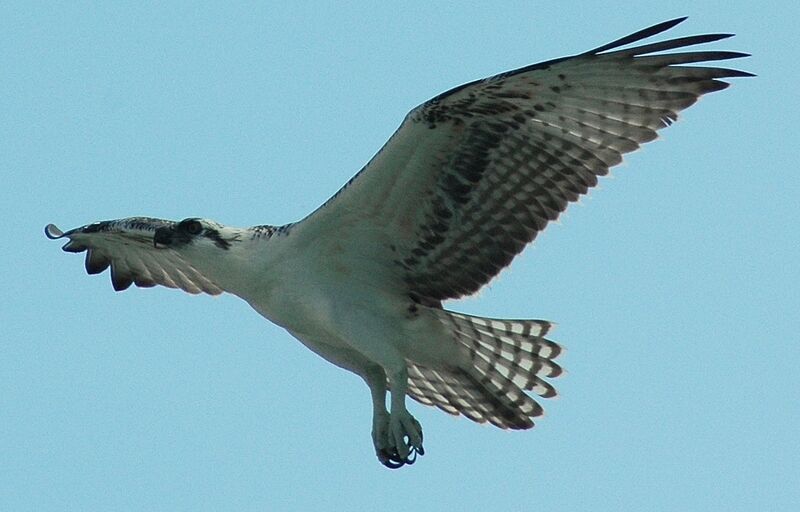 Balbuzard pêcheur