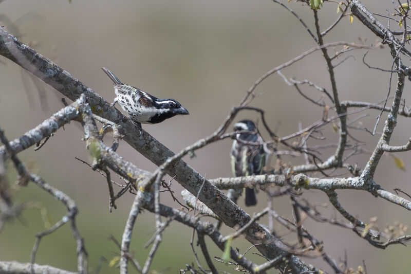 Spot-flanked Barbet