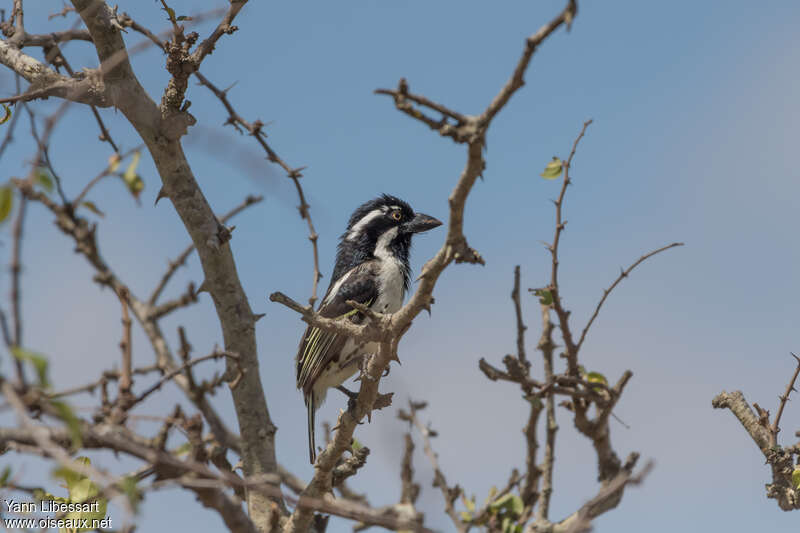 Spot-flanked Barbet male adult, habitat, pigmentation