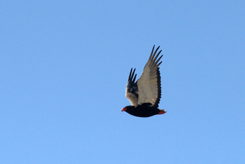 Bateleur