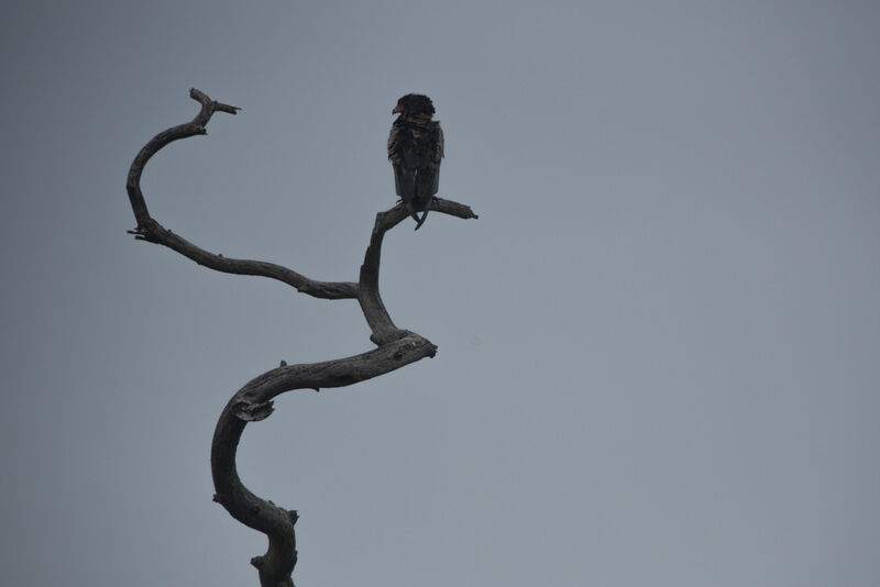 Bateleur