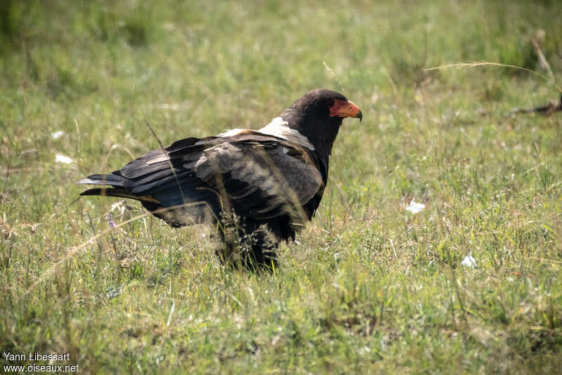 Bateleur des savanesimmature, identification