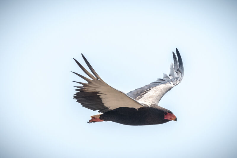 Bateleur