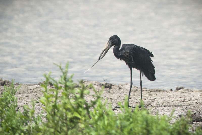 African Openbill